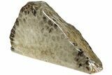 Free-Standing, Petoskey Stone (Fossil Coral) Section - Michigan #227553-1